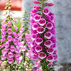 1000 PINK FOXGLOVE Digiitalis Purpurea Flower Seeds
