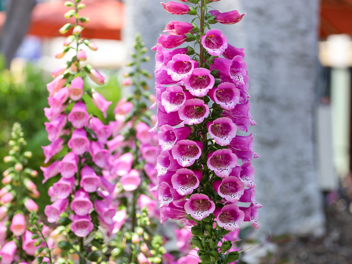 Pink & Purple Mix Foxglove Digitalis Flower Seeds – photo 2