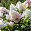 50 PEE GEE HYDRANGEA Paniculata Peegee Panicle White Pink Flower Shrub Seeds