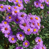 100 Purple NEW ENGLAND ASTER (Michaelmas Daisy) Aster Novae var Angliae Flower Seeds