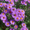 Purple New England Aster Seeds – (Michaelmas Daisy) Aster Novae var Angliae Flower – photo 3