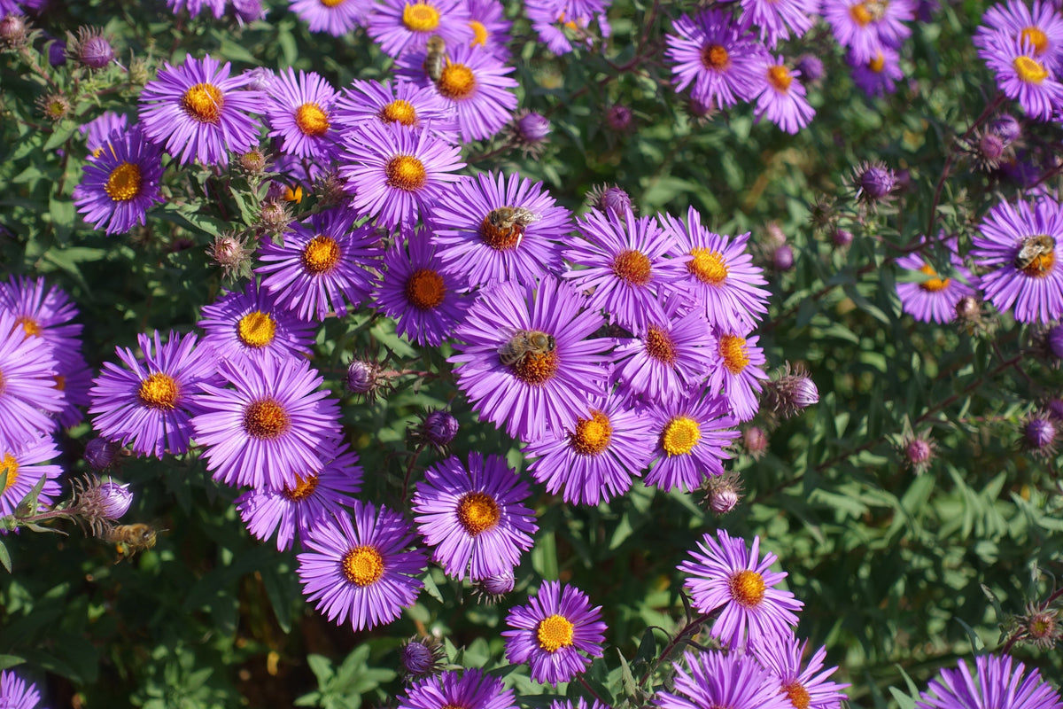 Purple New England Aster Seeds – (Michaelmas Daisy) Aster Novae var Angliae Flower – photo 3