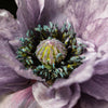 50 Organic AMAZING GREY POPPY Papaver Rhoeas Silvery Gray Flower Seeds