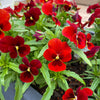 50 RED & BROWN PANSY Swiss Giant Violet Viola Wittrockiana Flower Seeds