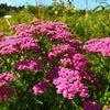 250 PINK Cerise QUEEN YARROW Achillea Millefolium Flower Seeds