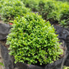 40 LITTLELEAF BOXWOOD Korean Buxus Microphylla Koreana Shrub Seeds