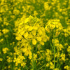 Florida Broadleaf Mustard Seeds – Brassica Juncea Herb Vegetable – photo 5