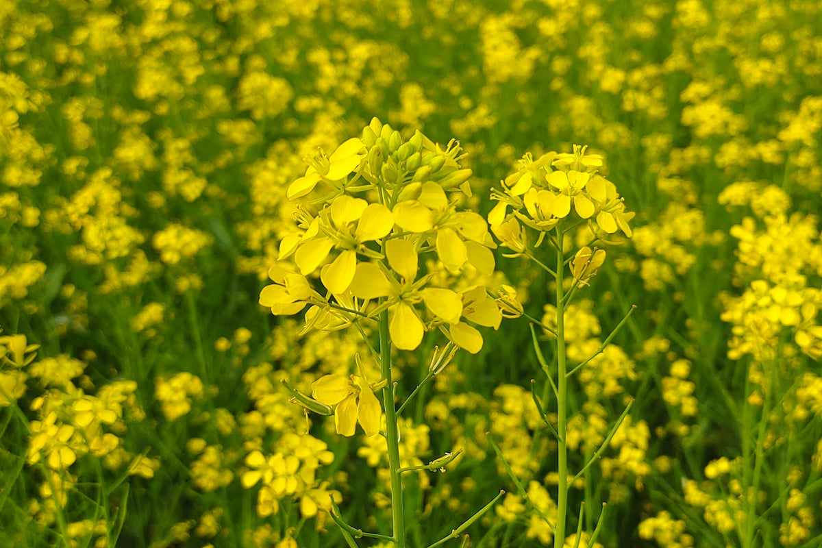 Florida Broadleaf Mustard Seeds – Brassica Juncea Herb Vegetable – photo 5