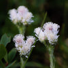 150 White PUSSYTOES Cats Paws Antennaria Flower Seeds