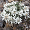50 EDELWEISS Leontopodium Alpinum White Flower Seeds