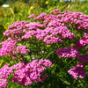 250 PINK Cerise QUEEN YARROW Achillea Millefolium Flower Seeds