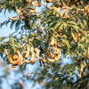 5 TAMARIND FRUIT TREE Tamarindus Indica Bean Pod Legume Seeds
