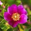 Pink Cinnamon Rose Seeds – Bush Amur Rosa Davurica Fragrant Flower – photo 2
