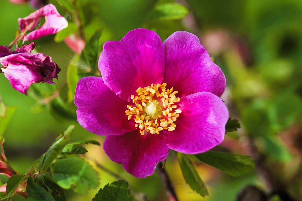 Pink Cinnamon Rose Seeds – Bush Amur Rosa Davurica Fragrant Flower – photo 2