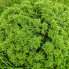 40 LITTLELEAF BOXWOOD Korean Buxus Microphylla Koreana Shrub Seeds