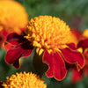 250 DWARF DOUBLE MARIGOLD ' Orange Flame ' Tagetes Patula French Red Flower Seeds