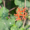 5 PHYSIC NUT Barbados Purging JATROPHA Curcas Shrub Tree Bio-Diesel Seeds