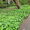 25 WILD GINGER Asarum Canadense Canadian Heart Snakeroot Flower Herb Seeds