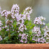 150 Creeping WINTER SAVORY Satureja Montana Herb Pink Flower Seeds