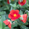 20 SCARLET GLOBEMALLOW Sphaeralcea Coccinea Cowboy's Delight Native Red Prairie Mallow Flower Seeds