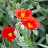 20 SCARLET GLOBEMALLOW Sphaeralcea Coccinea Cowboy's Delight Native Red Prairie Mallow Flower Seeds