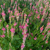 50 TRUE INDIGO Dye Indigo Indigofera Tinctoria Pink Purple Sub Shrub Flower Seeds
