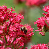 50 RED JUPITER'S BEARD Valerian Keys of Heaven Centranthus Ruber Flower Seeds