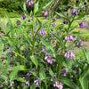 10 TRUE COMFREY Comphrey Symphytum Officinale Herb Seeds Purple Flowers