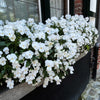 50 WHITE PANSY Clear Crystals Violet Viola Wittrockiana Flower Seeds