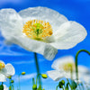250 PERSIAN WHITE POPPY Papaver Somniferum Flower Seeds