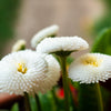 500 Dwarf WHITE ENGLISH DAISY Bellis Perennis Flower Seeds