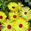 100 Gelato YELLOW ICE PLANT Mesembryanthemum Daisy Livingstone Succulent Flower Seeds