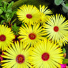 Mixed Colors Ice Plant ( Mesembryanthemum Daisy / Livingstone Daisy ) Dorotheanthus Bellidiformis Flower Seeds – photo 14
