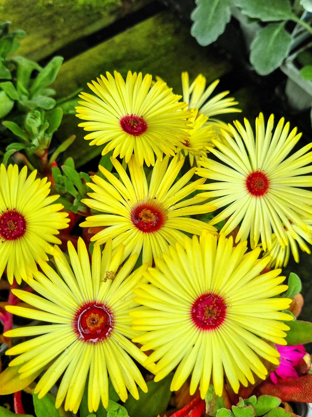 Mixed Colors Ice Plant ( Mesembryanthemum Daisy / Livingstone Daisy ) Dorotheanthus Bellidiformis Flower Seeds – photo 14