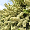 25 SCARLET FIRETHORN Pyracantha Coccinea Bush Shrub Flower Seeds