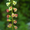 25 FRINGECUP Tellima Grandiflora Odorata Bigflower Fringe Cup Pink Flower Seeds