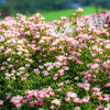 50 MILK VETCH Astragalus Sinicus Pink Purple Flower Ground Cover Legume Seeds