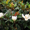 10 SOUTHERN MAGNOLIA TREE 12" White Flowers Native Grandiflora Bull Bay Seeds