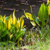 10 Yellow SWAMP LANTERN Moist Lysichiton Americanus Skunk Cabbage Flower Seeds