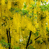 10 GOLDEN CHAIN TREE Goldenchain Laburnum Anagyroides Yellow Flower Seeds