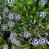 5 WHIRLIGIG OSTEOSPERMUM Fruticosum Pinwheel African Cape Daisy Flower Seeds