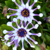 5 WHIRLIGIG OSTEOSPERMUM Fruticosum Pinwheel African Cape Daisy Flower Seeds