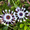 5 WHIRLIGIG OSTEOSPERMUM Fruticosum Pinwheel African Cape Daisy Flower Seeds
