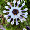 5 WHIRLIGIG OSTEOSPERMUM Fruticosum Pinwheel African Cape Daisy Flower Seeds