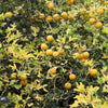 5 HARDY ORANGE TREE Trifoliate Citrus Trifoliata Poncirus Fruit White Flower Seeds