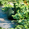 Florida Giant Watermelon Seeds – Cannon Ball Black Diamond Citrullus Fruit – photo 4