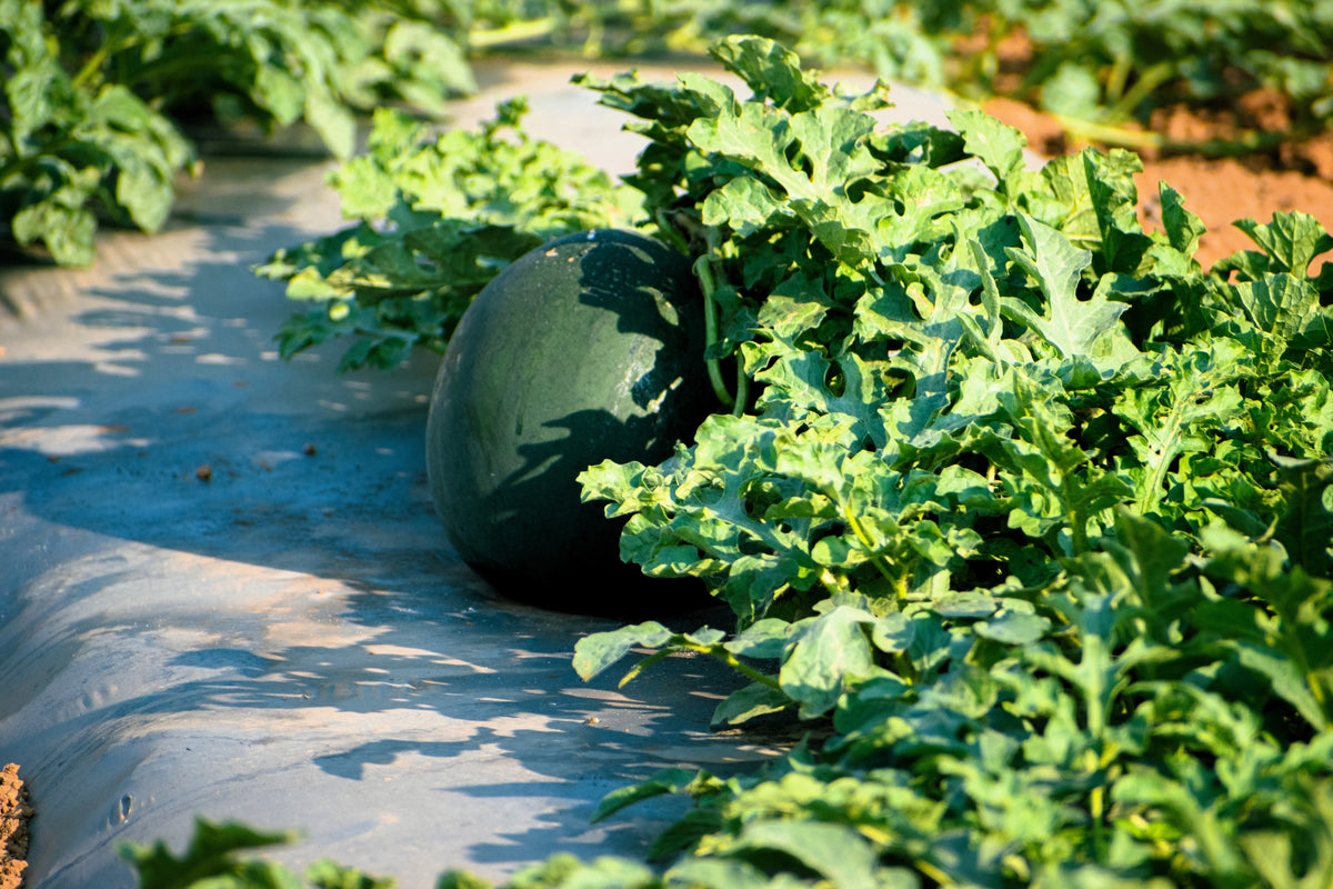 Florida Giant Watermelon Seeds – Cannon Ball Black Diamond Citrullus Fruit – photo 4