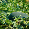 Florida Giant Watermelon Seeds – Cannon Ball Black Diamond Citrullus Fruit – photo 2
