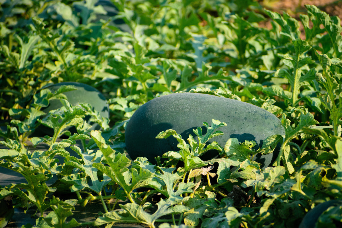 Florida Giant Watermelon Seeds – Cannon Ball Black Diamond Citrullus Fruit – photo 2