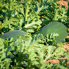 Florida Giant Watermelon Seeds – Cannon Ball Black Diamond Citrullus Fruit – photo 6